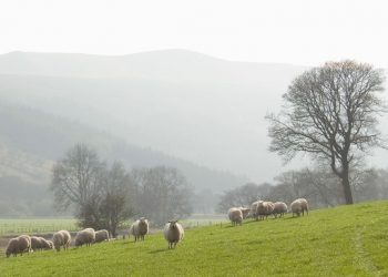Defra to Launch £12m Farming Innovation Pathways Fund