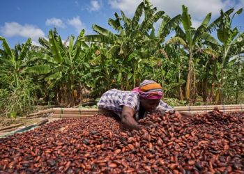 Group Calls for Stronger Policies to Encourage Value-Addition to Cocoa Produced in Ghana, Cote D’Ivoire