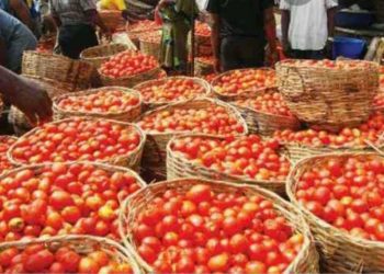 Tomato Traders, Transporters Call off Strike after Police Intervention