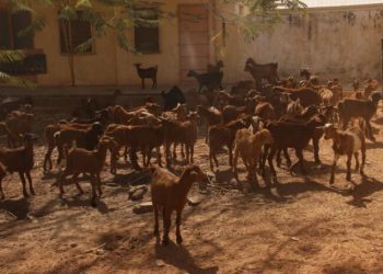 FG Trains, Empowers Livestock Farmers in Kano