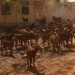 FG Trains, Empowers Livestock Farmers in Kano FG Trains, Empowers Livestock Farmers in Kano