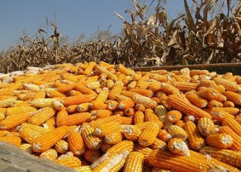 Farmer Association Calls for Strategy to Prevent Shortage of Maize