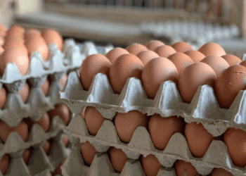 MOFA to Hold Inter-Ministerial Discussions on Poultry Farmer’s Challenges