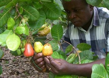 Ghana Projected to Produce130, 000 tons of Raw Cashew in 2021