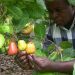 Ghana Projected to Produce130, 000 tons of Raw Cashew in 2021 Ghana Projected to Produce130, 000 tons of Raw Cashew in 2021