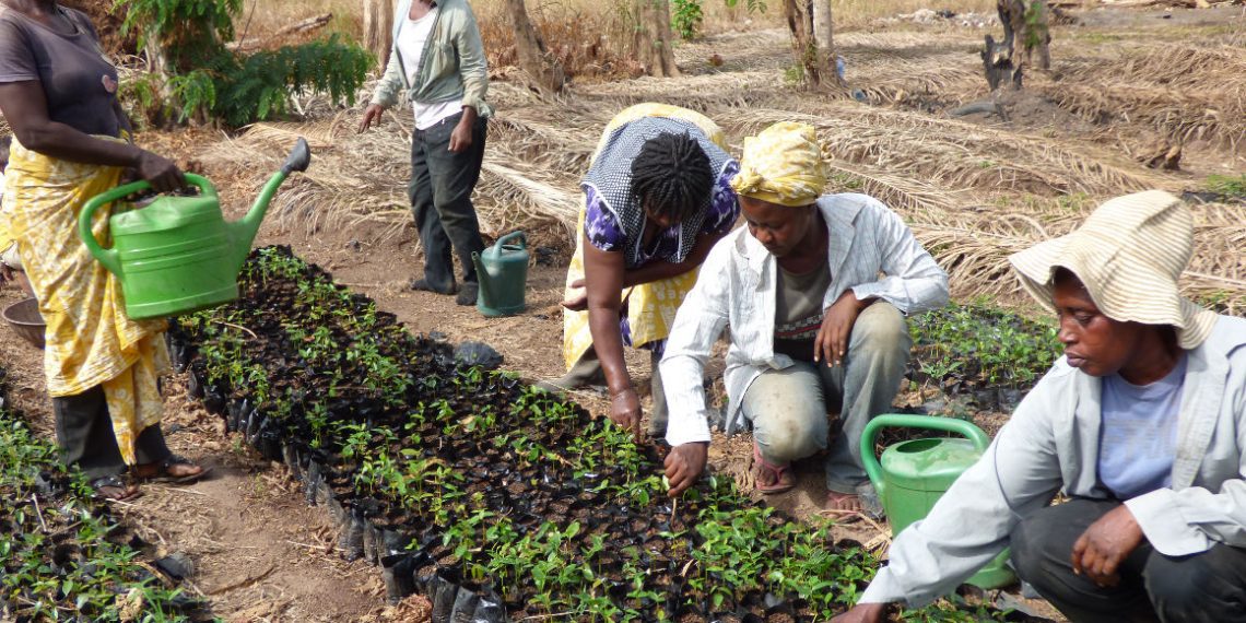 Vegetable farmers Reiterate Need for Quality Locally Produced Seeds Vegetable farmers Reiterate Need for Quality Locally Produced Seeds