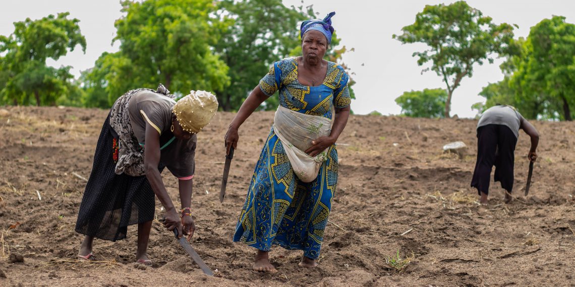 Post-harvest-losses Erode Successes of PFJ – Esoko