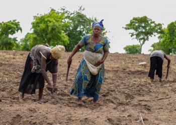 Post-harvest-losses Erode Successes of PFJ – Esoko