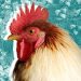 Report Sudden Death of birds to Curb Spread of Bird Flu, Veterinary Services Urge Poultry Farmers