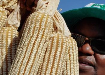 Enepa Ventures Introduces New SC 719 hybrid Maize Seeds