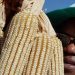 Enepa Ventures Introduces New SC 719 hybrid Maize Seeds Enepa Ventures Introduces New SC 719 hybrid Maize Seeds