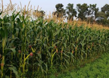 We Need More Warehouses to Store Crops – Greater Accra Poultry Farmers Association Call on Gov’t