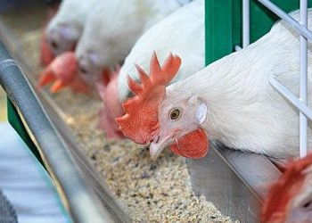Veterinary Services Put 12 Regions on Bird Flu Outbreak Alert