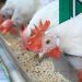 Veterinary Services Put 12 Regions on Bird Flu Outbreak Alert Veterinary Services Put 12 Regions on Bird Flu Outbreak Alert