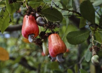 Cashew Industry Grappling with Poor Market Information – Experts