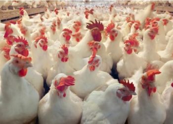 Poultry Sector on the Verge of Collapse, Greater Accra Poultry Farmers Association Laments