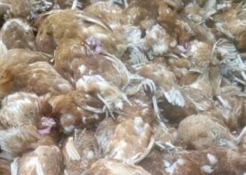 Western North Region records bird flu cases, Regional Directorate Reveals