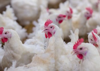 New Programme to Enable Scientists Detect Pathogens ‘from farm-to-fork’