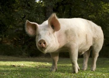 Pig Industry Scholarship for UK Agri-Students Now Open