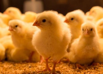 France and Germany Expected to Ban Male Chick Culling from 2022