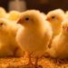 France and Germany Expected to Ban Male Chick Culling from 2022 France and Germany Expected to Ban Male Chick Culling from 2022