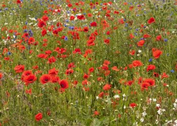 UK Farmers urged to sign up to Sustainable Farming Incentives