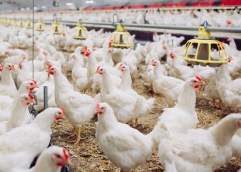 UK Poultry Farmers Bemoan Current Sector Crisis