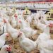 UK Poultry Farmers Bemoan Current Sector Crisis