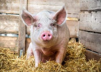AHDB’s Pig Health Scheme to Return in Autumn