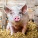 AHDB’s Pig Health Scheme to Return in Autumn AHDB’s Pig Health Scheme to Return in Autumn