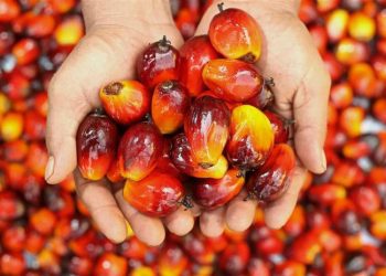 Golden Star Resources Gearing up to Start Oil Palm Exportation