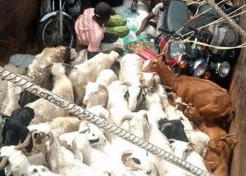 Veterinary Council’s Nods to Halt Antimicrobial Resistance in Animals