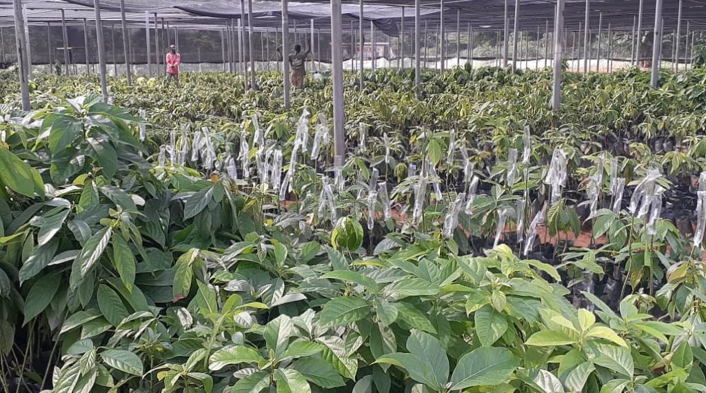 Akuapem Gold Agro Processing Company Invests Massively in Raw Materials to Secure Business sustainability