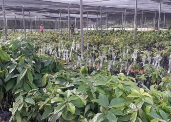 Akuapem Gold Agro Processing Company Invests Massively in Raw Materials to Secure Business sustainability