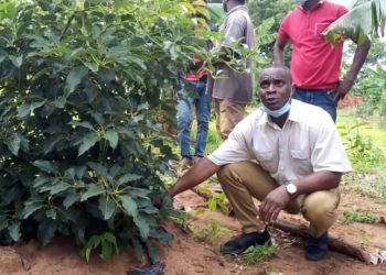 Akuapem Gold Ready to Start Processing of Avocado Oil in September