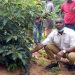 Akuapem Gold Ready to Start Processing of Avocado Oil in September