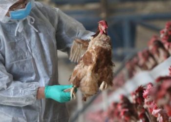 Poultry Farmers in Ashanti Region Express Urgent Meet for Insurance Scheme Ahead of Mid-Year Budget Review