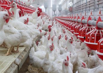 Zimbabwe Records Bumper Harvest; Expected to Boost Poultry Sector