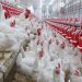 Zimbabwe Records Bumper Harvest; Expected to Boost Poultry Sector Zimbabwe Records Bumper Harvest; Expected to Boost Poultry Sector