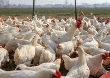 Outbreak of Bird Flu Expected to End within Three Months— Ghana Veterinary Service
