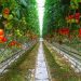 Time to Prioritize Fruit and Vegetable Sector to Increase economic prospects – Entomologist Time to Prioritize Fruit and Vegetable Sector to Increase economic prospects – Entomologist
