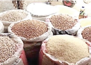 Pay Attention to Seed Development to Ensure Food Security