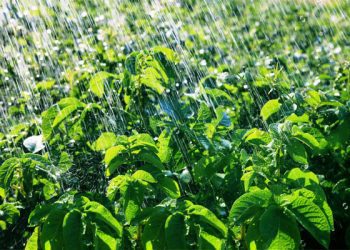 Invest in Irrigation Systems for Farming– NGO urges Government