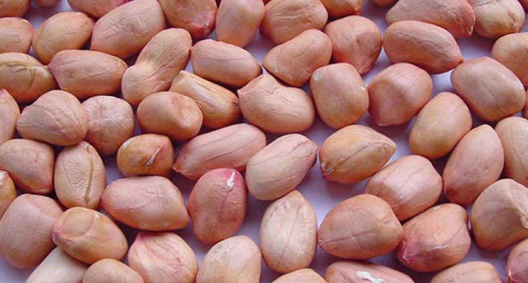 FG Determined to Return Groundnut Value Chain to International Market FG Determined to Return Groundnut Value Chain to International Market