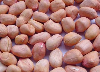FG Determined to Return Groundnut Value Chain to International Market