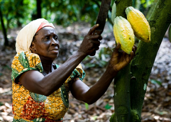 COCOBOD Pilots Pension Scheme for Cocoa Farmers