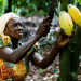 COCOBOD Pilots Pension Scheme for Cocoa Farmers