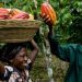 Fairtrade Raises Living Standards for the Poorest Cocoa Farmers, New Report Reveals Fairtrade Raises Living Standards for the Poorest Cocoa Farmers, New Report Reveals