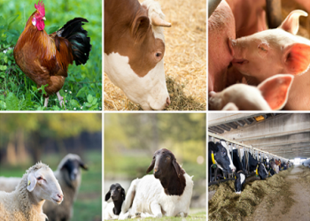 Nigeria Outlines National Livestock Transformation Plan