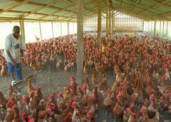 Poultry Farmers in Nigeria Commend CBN for Supporting the Sector